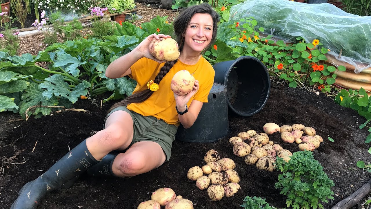 growing potatoes in containers